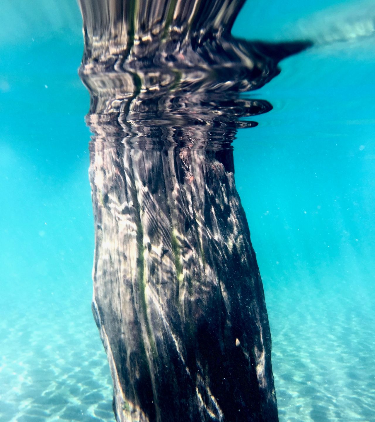 An underwater photo of a tree trunk.