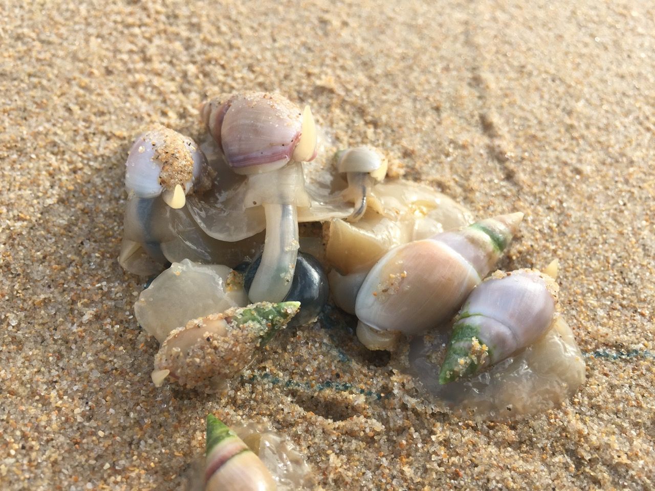 Slugs feeding on a deceased jellyfish.