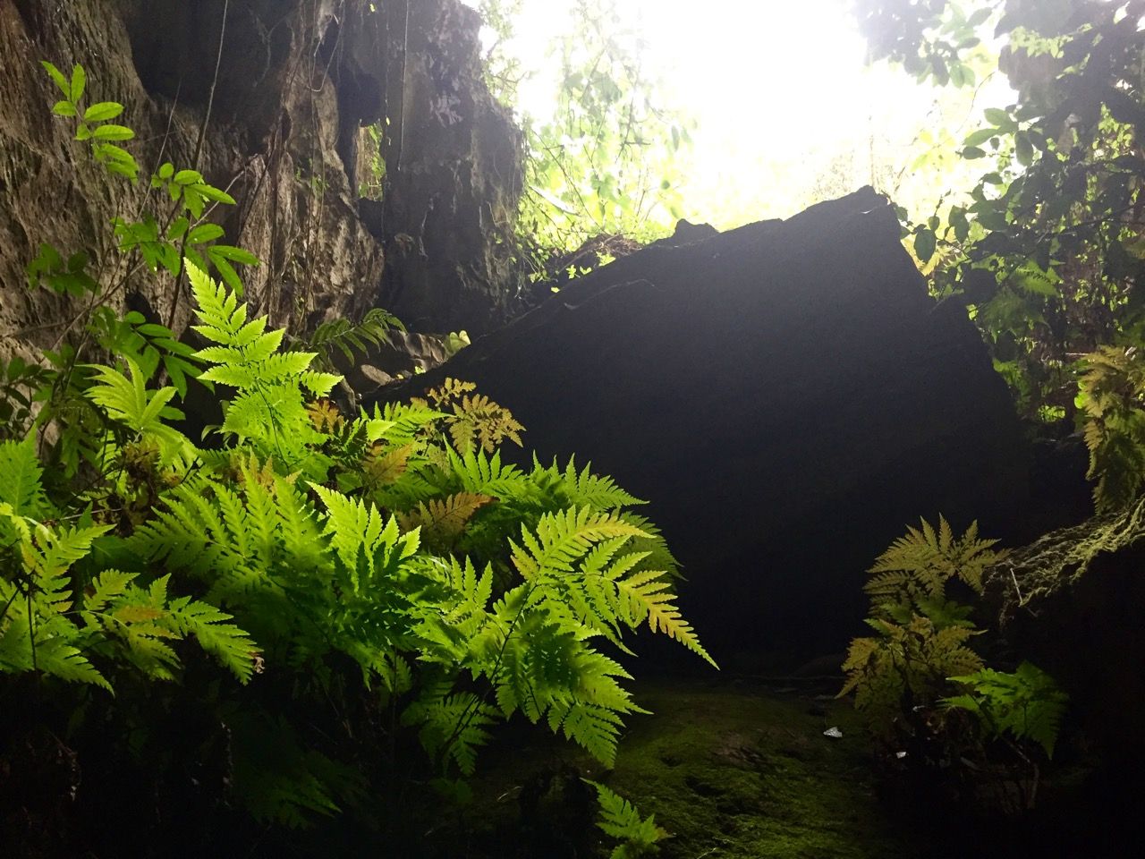 Ferns in a cave lit by the sun.