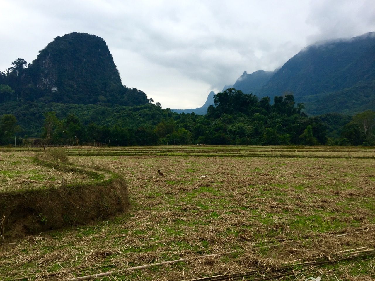 Rice fields with mountains on the horizon.