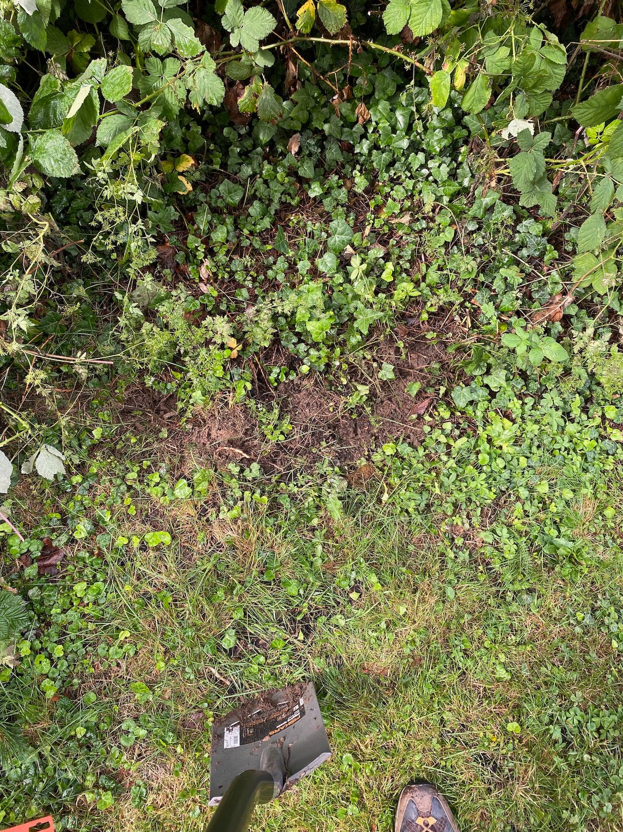 A patch of soil covered in grass and vines with bushes nearby.