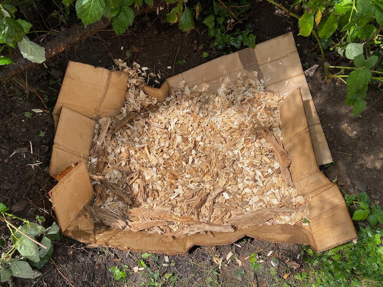 Cardboard and wood chips covering the exposed soil.