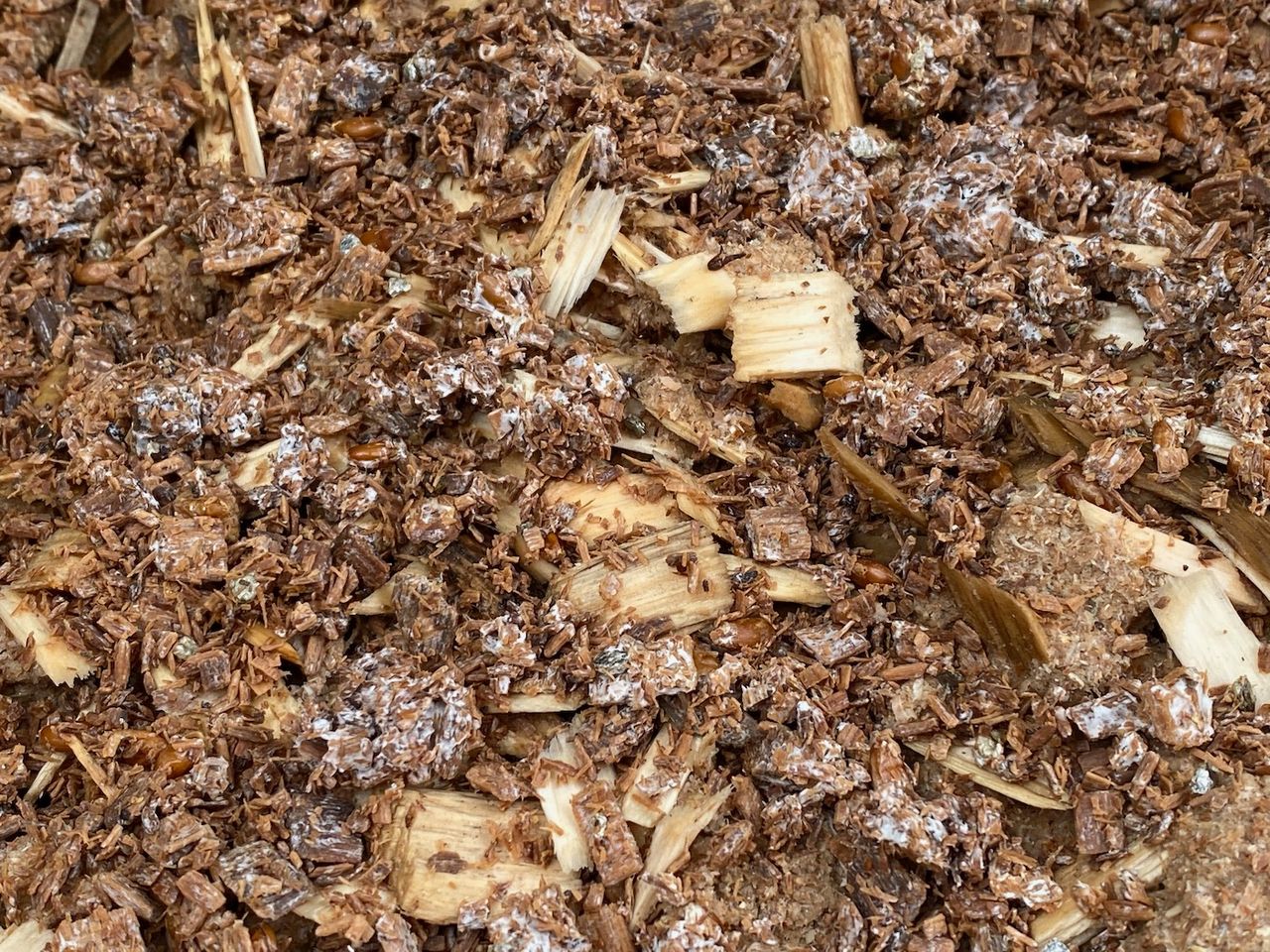 A close-up of the spawn, with both fresh wood chips and the mycelium-covered wood chips visible.