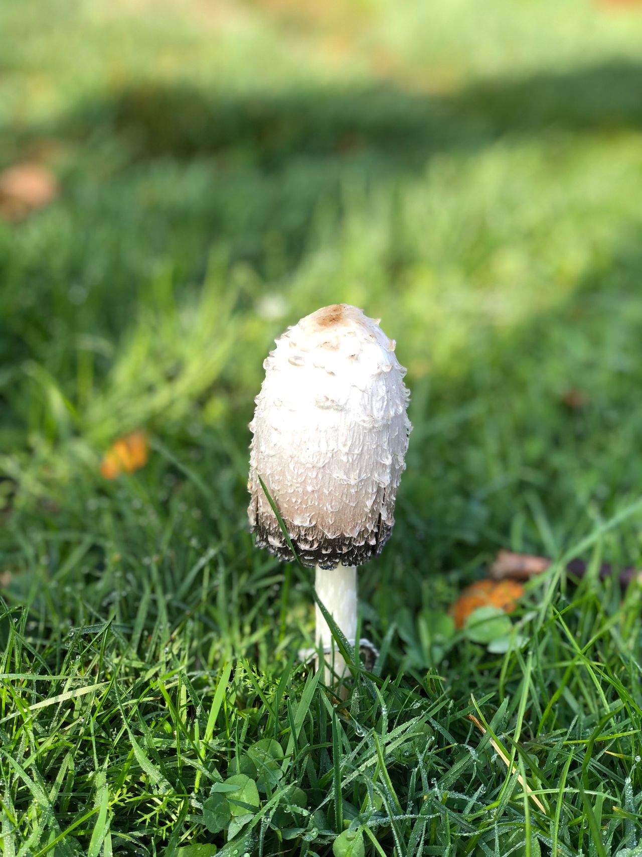 White mushroom in green grass.