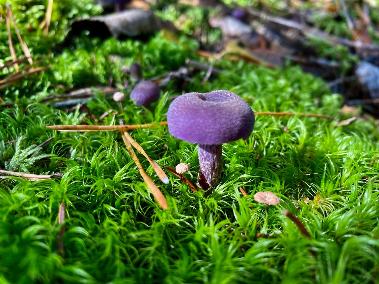Purple mushroom in green moss.
