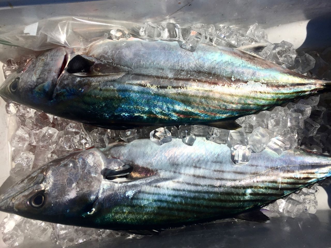 Two Bonito fish in a cooler.