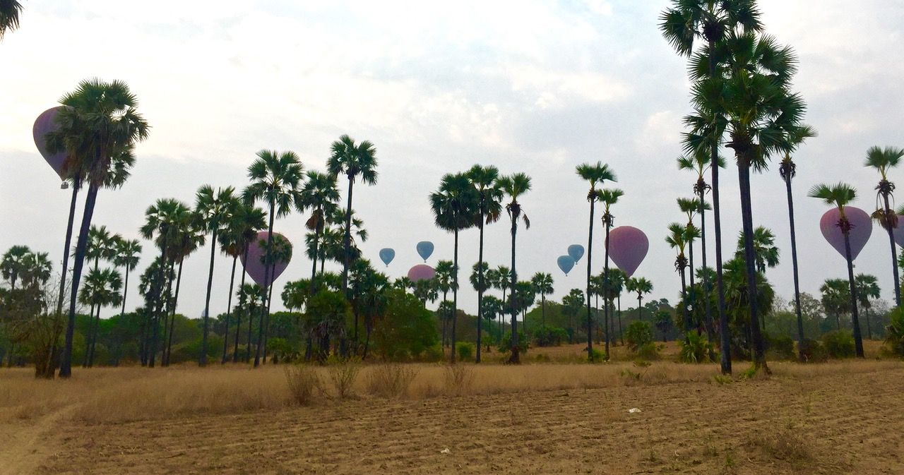 Hot-air balloons rising above the horizon with palm trees in the foreground.