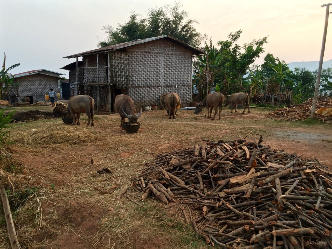 Cows eating grass near a bamboo hut.