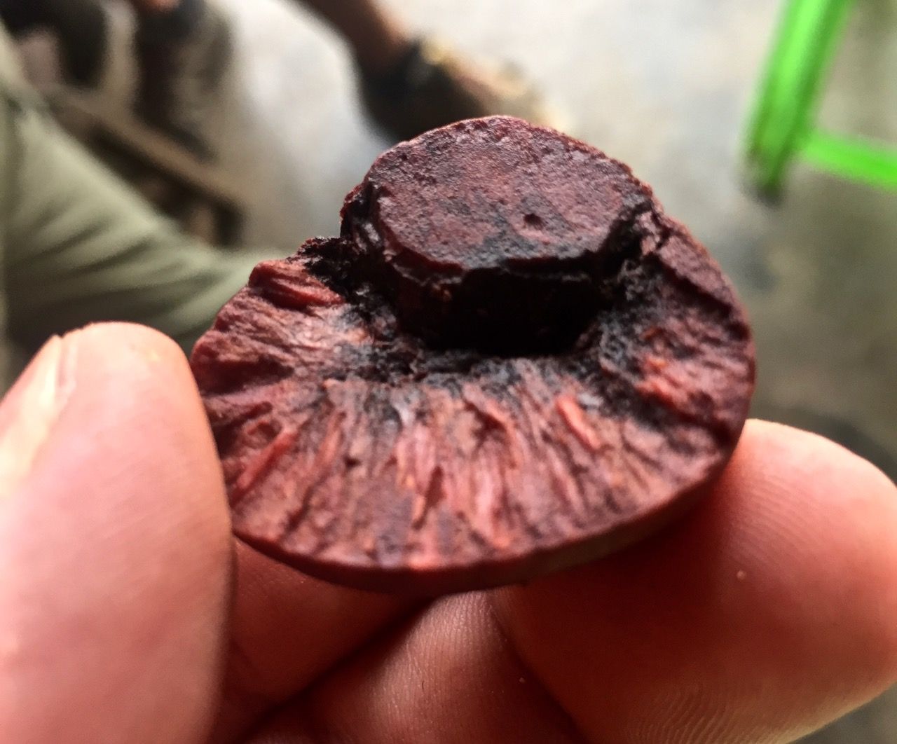 Close-up photo of betel nut.
