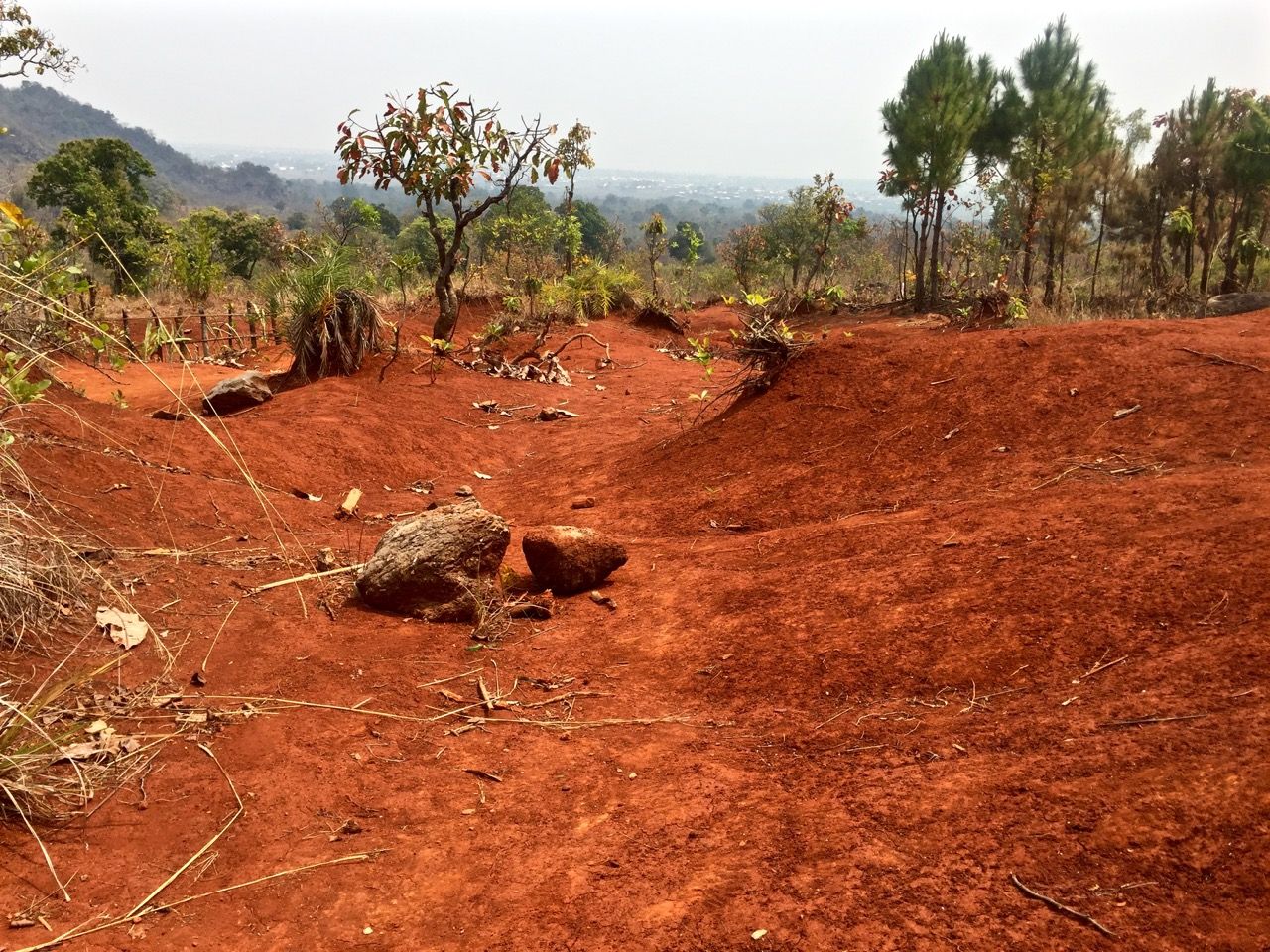 Red dirt and green pines.