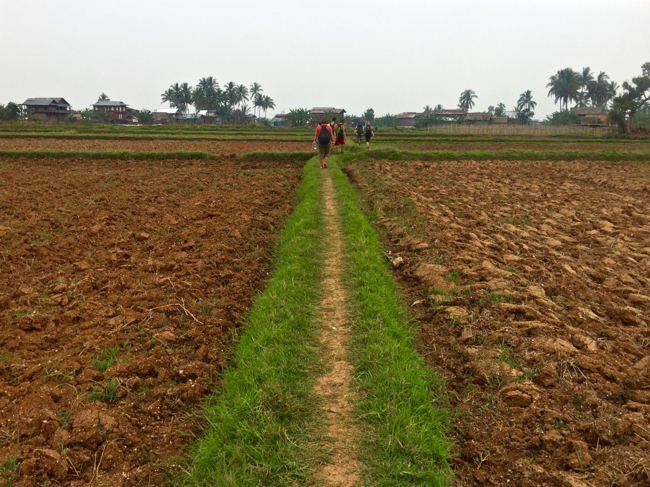 People walking along a rice field path.