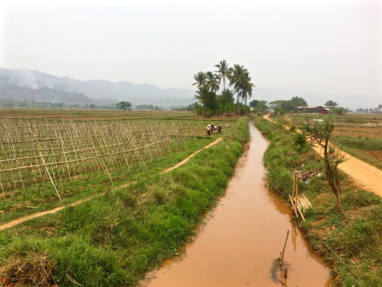 A muddy river bordering a rice field.