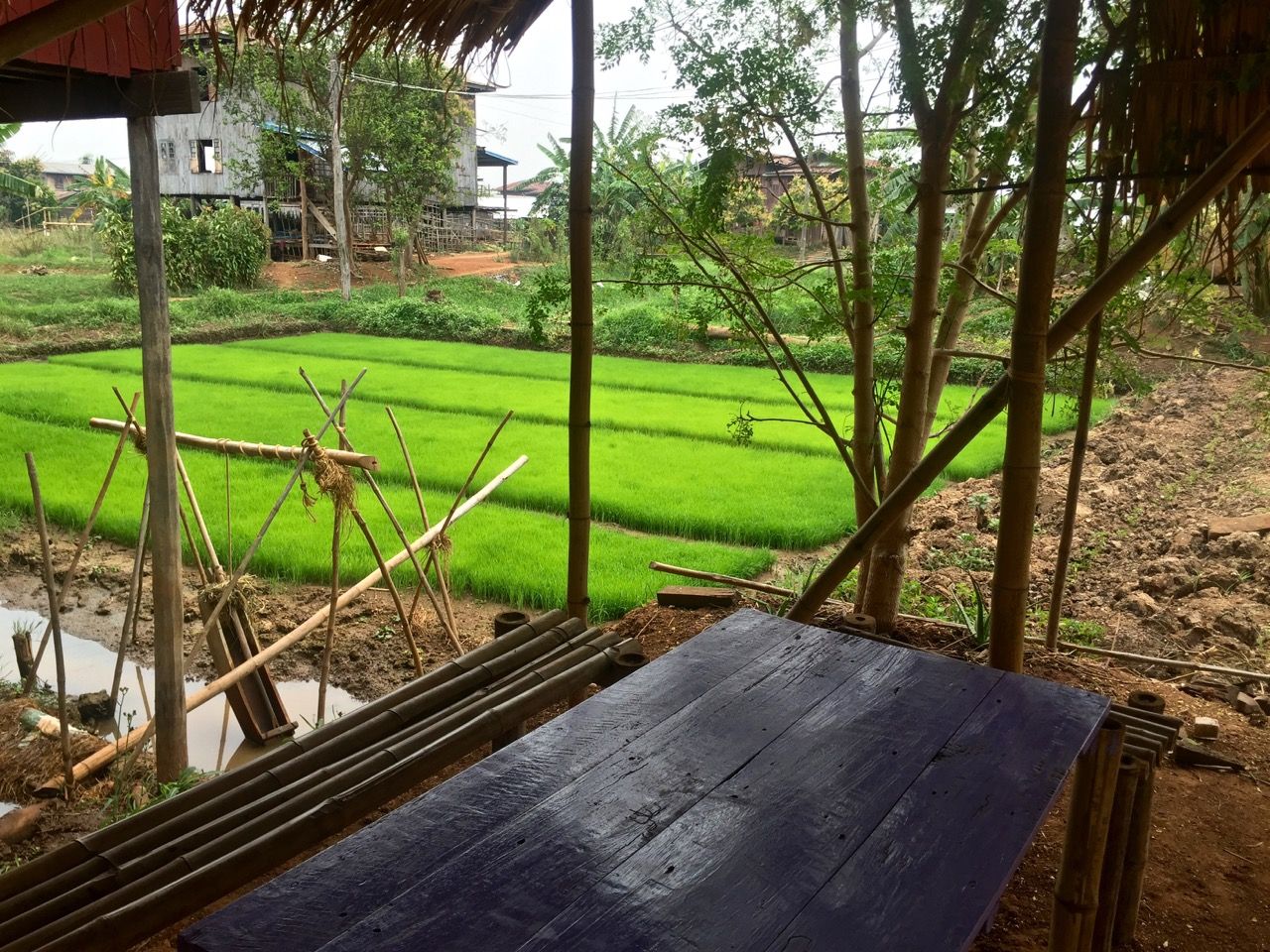 Lunch table next to a young rice field.