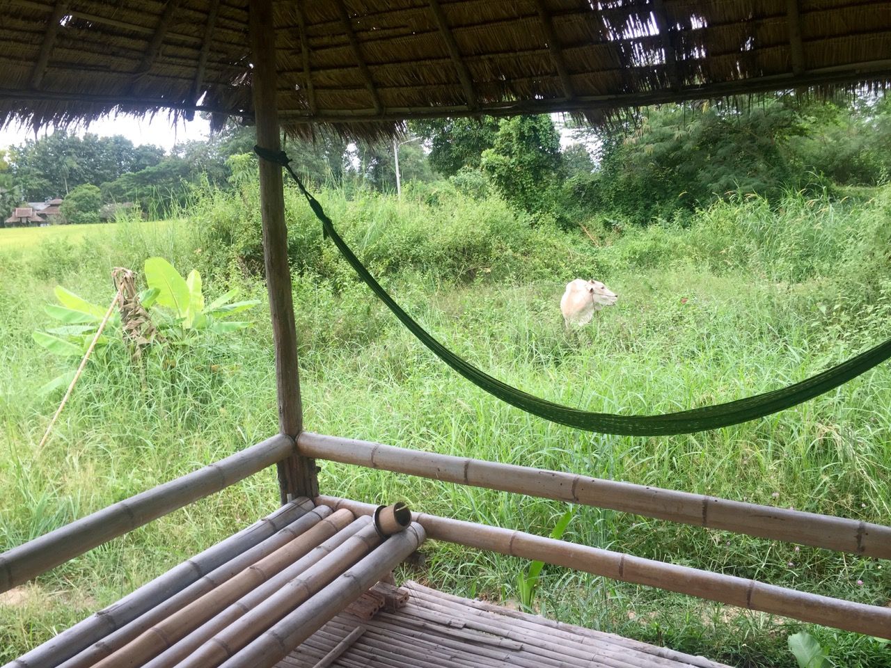 A cow eating grass in front of a bungalow with a porch.