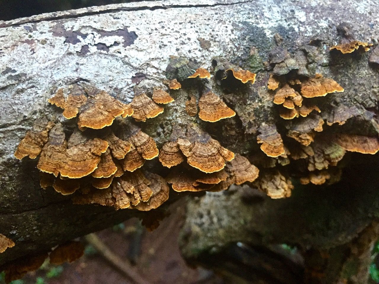 Mushrooms growing on a log.