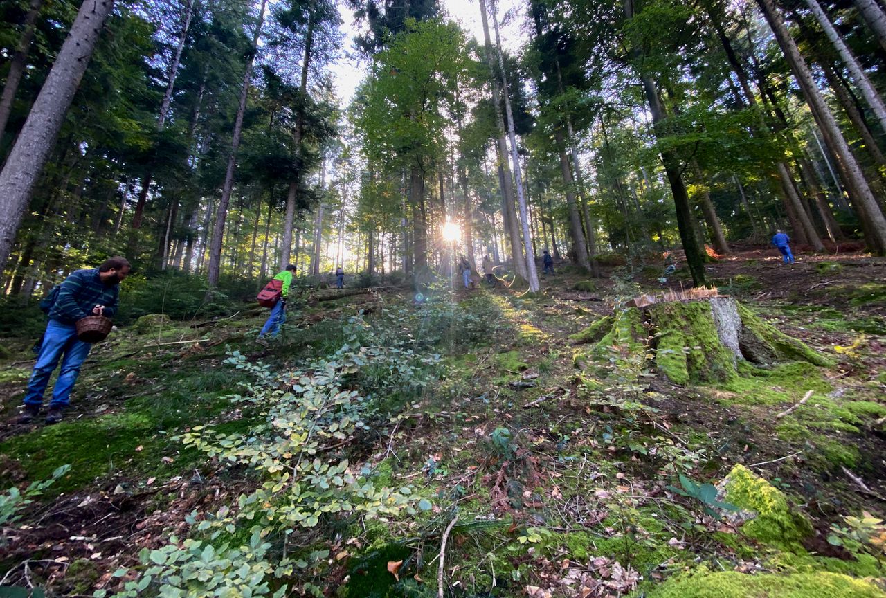 People scattered across a hill in the forest with the sun rising in the background.