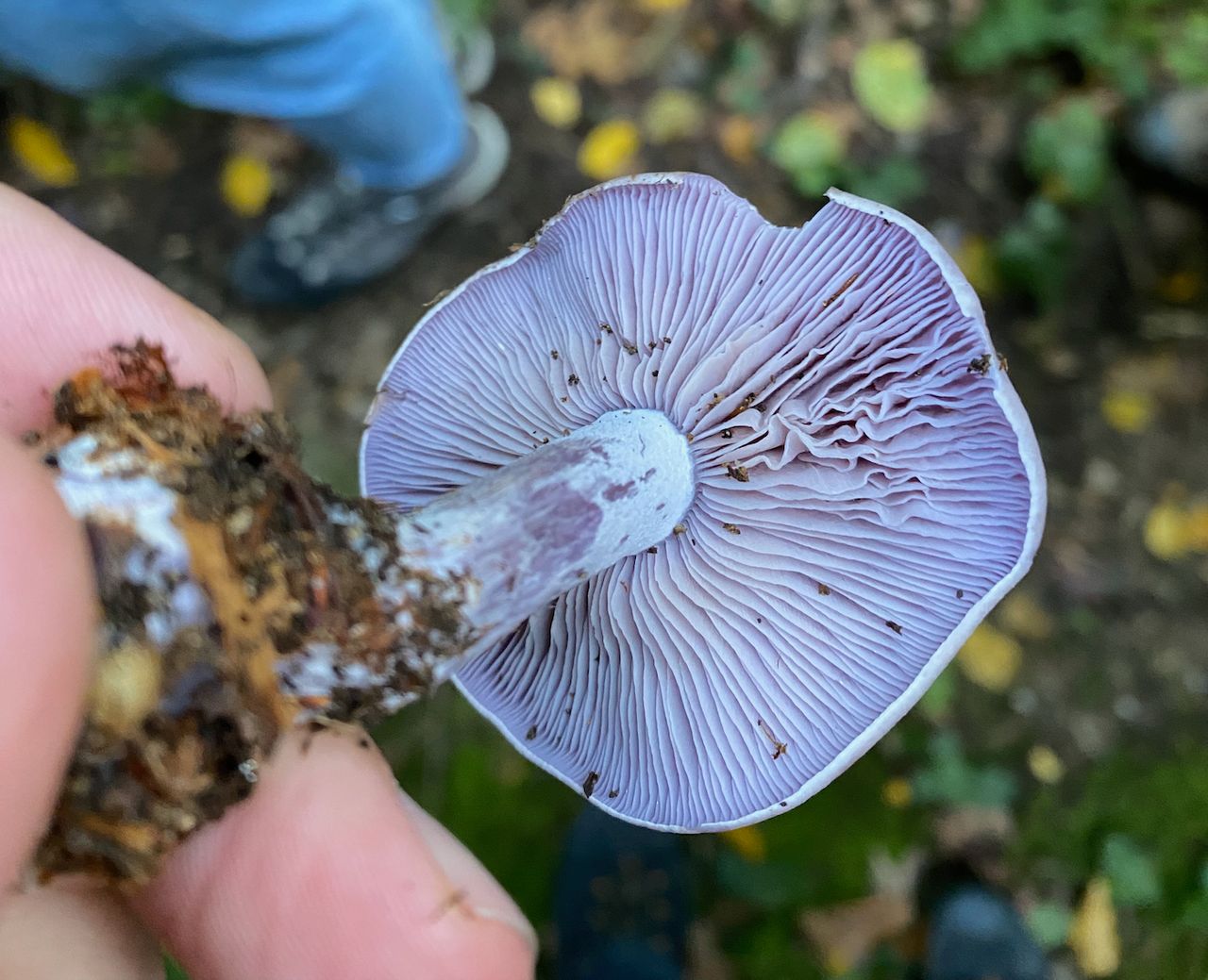 The gills of a light-violet mushroom being held upside down.