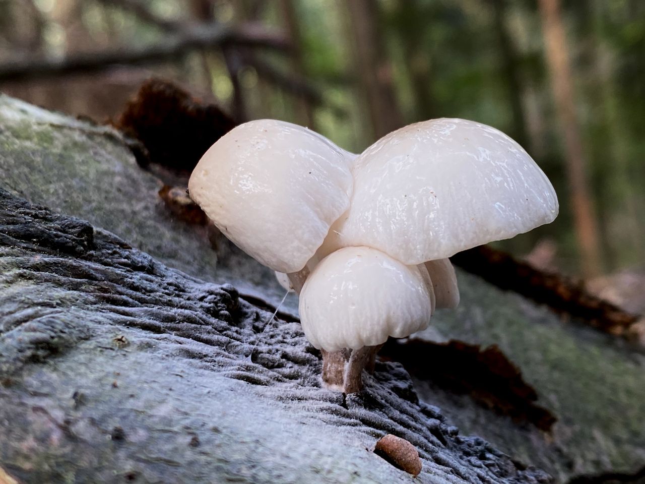 A slimy white mushroom growing out of beechwood.