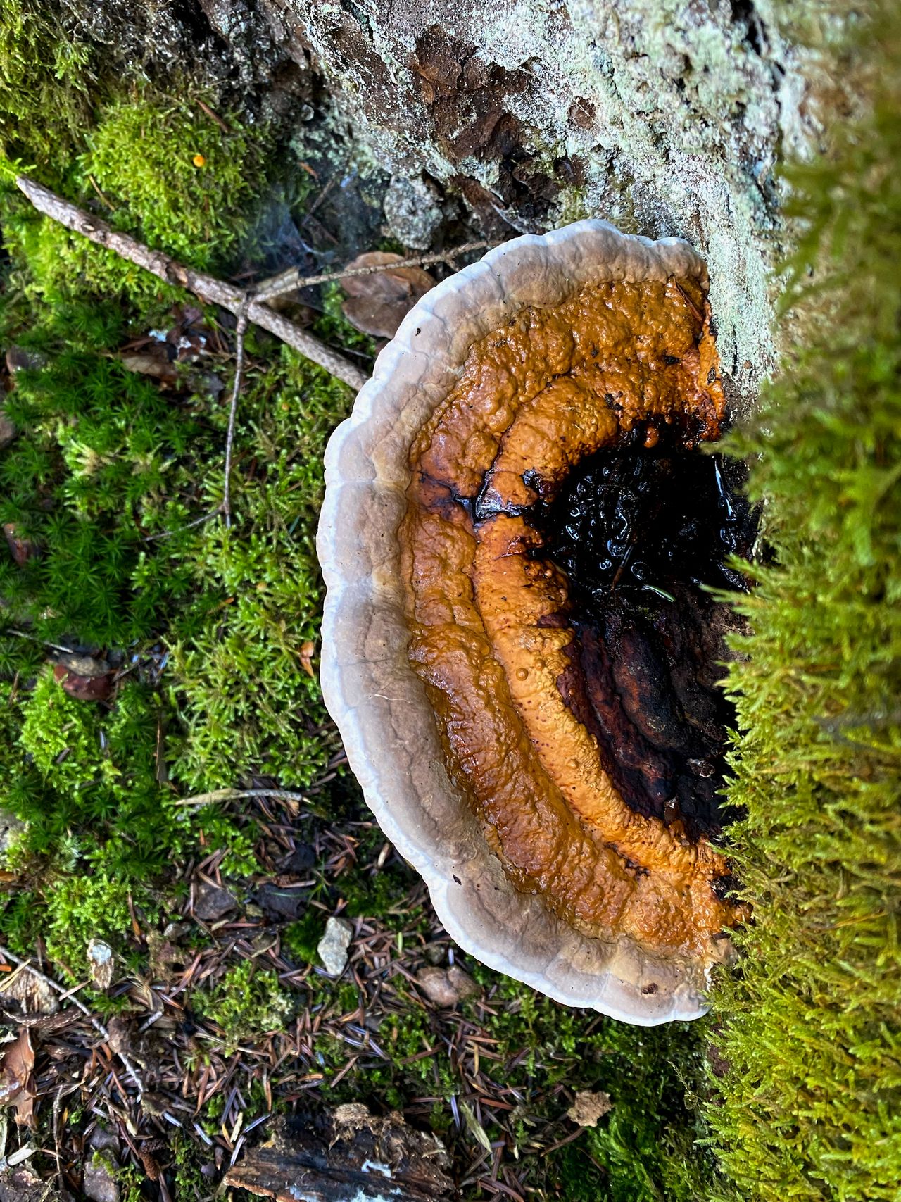 The gills of a small tan mushroom with a skinny dark black stem.
