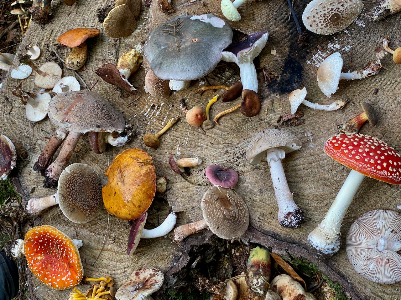 An assortment of mushrooms laid out on display on a cut stump.