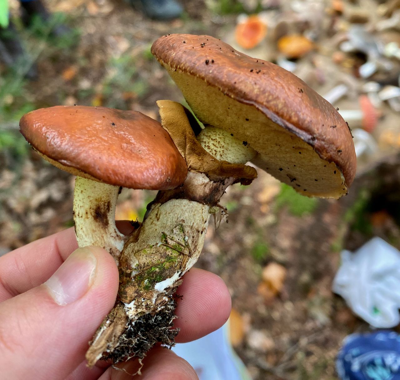Two light brown mushrooms with the stems connected.