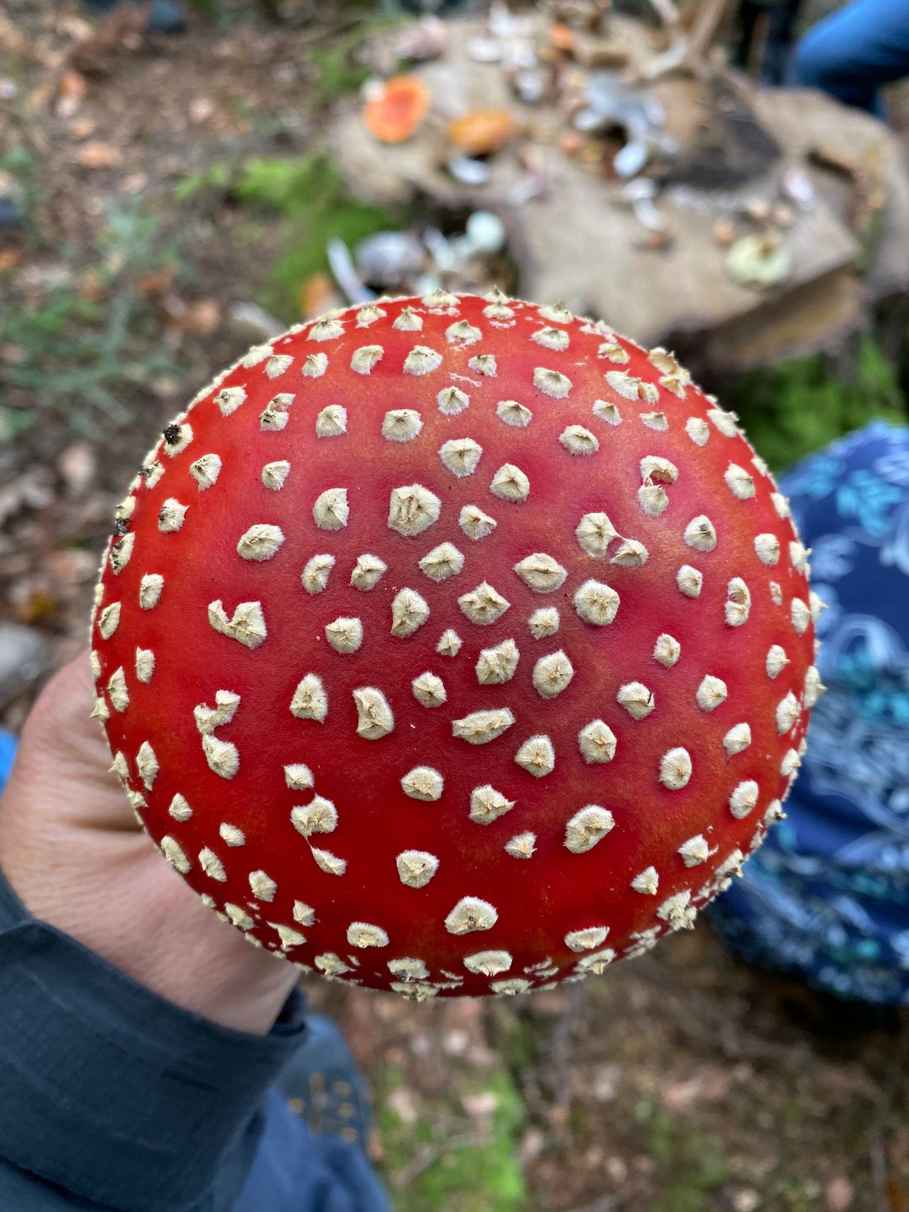 A bright red cap with bumps of white all over it.