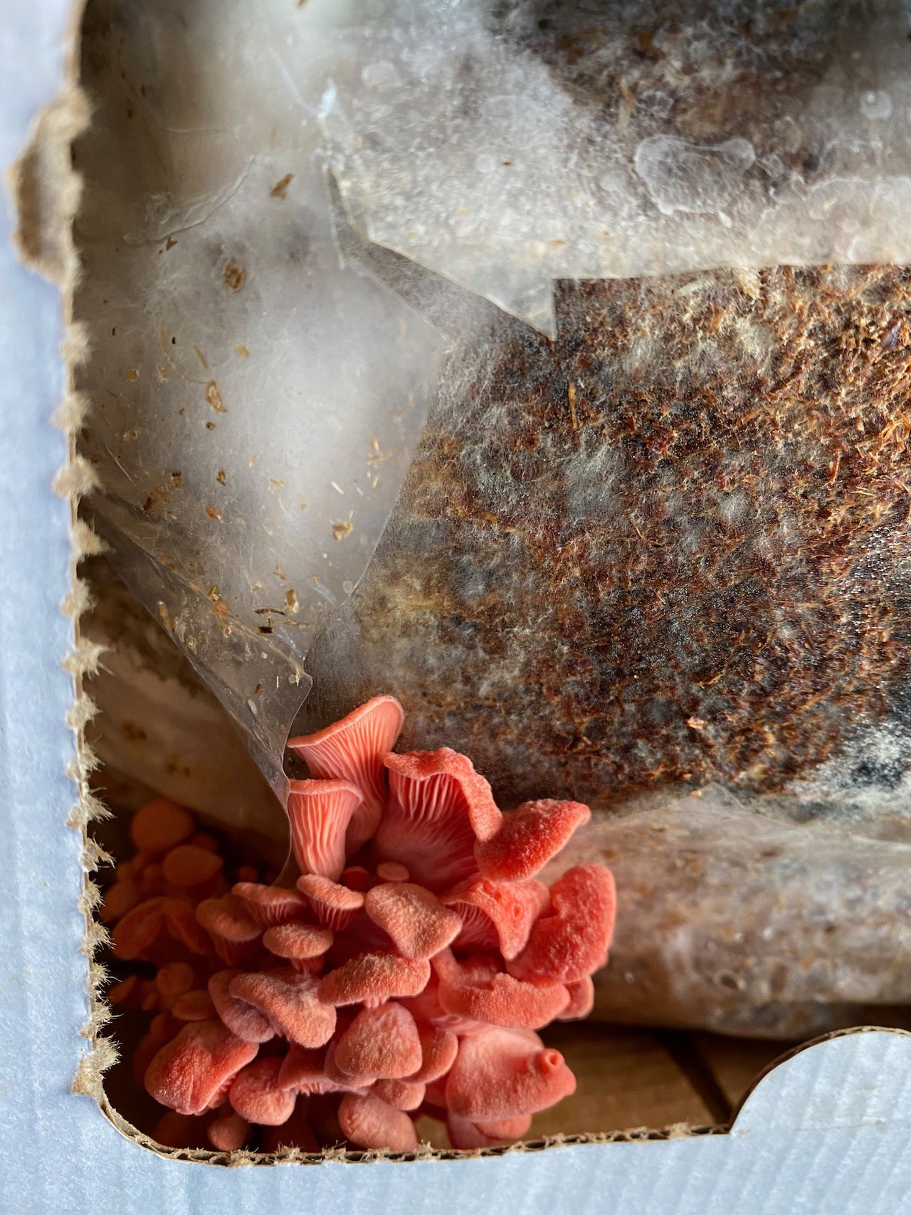 Tiny pink oyster mushrooms just starting to bloom with a large amount of brown spawn behind them.
