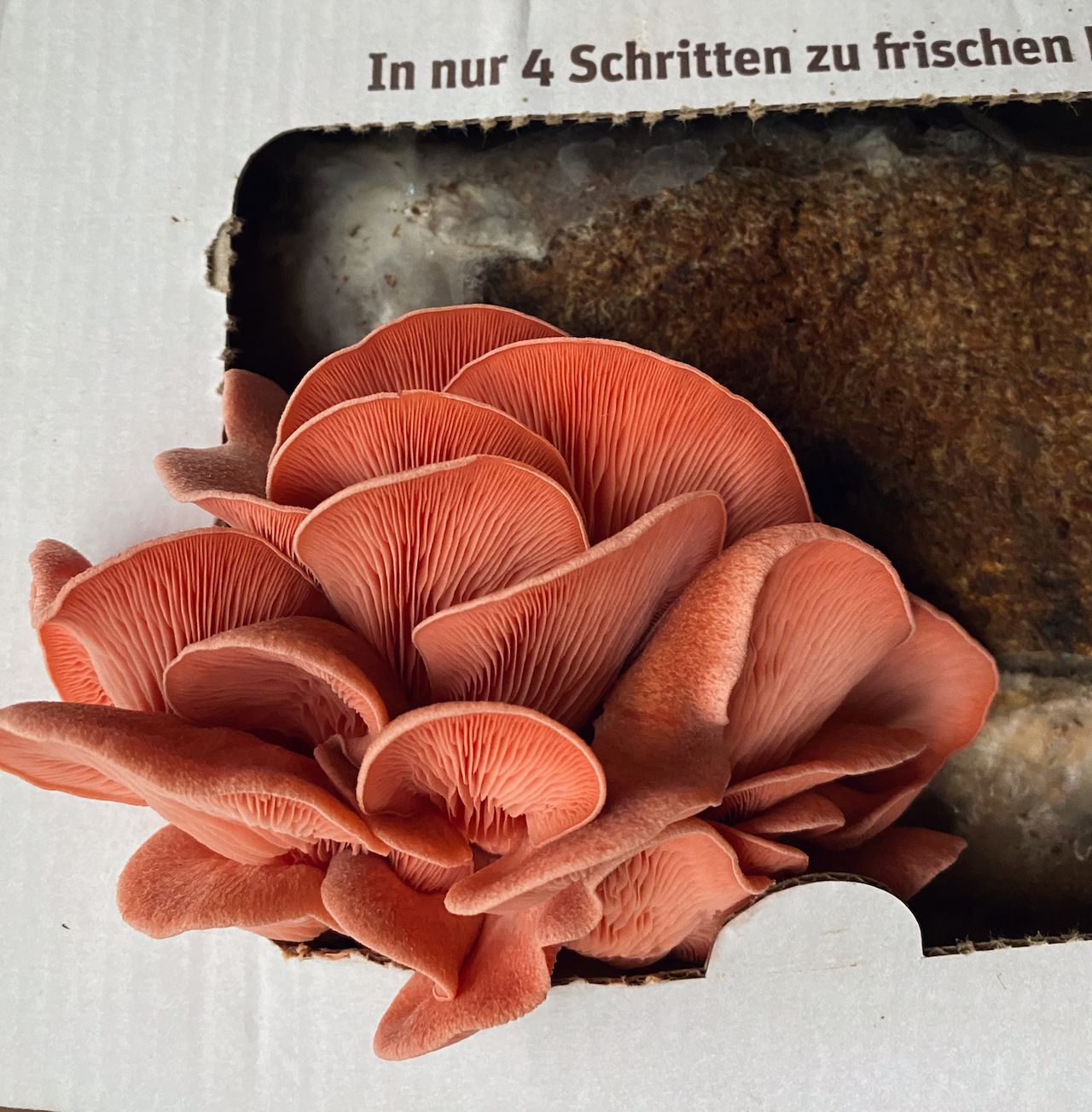 Pink oyster mushrooms blooming out of spawn inside a box that says 'Only four steps to fresh mushrooms'