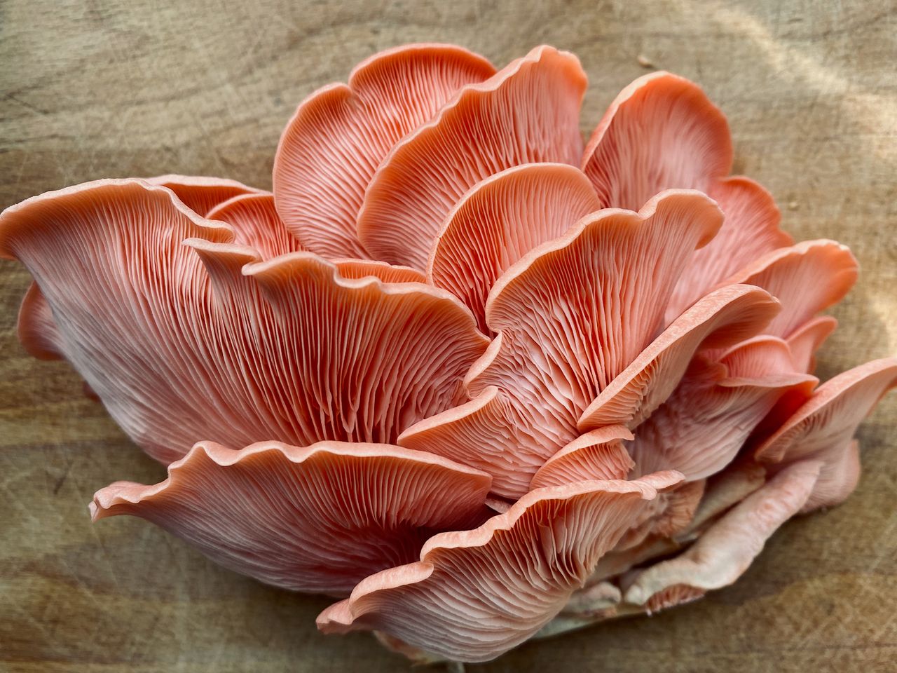 Pink oyster mushrooms laying on a wooden bench.