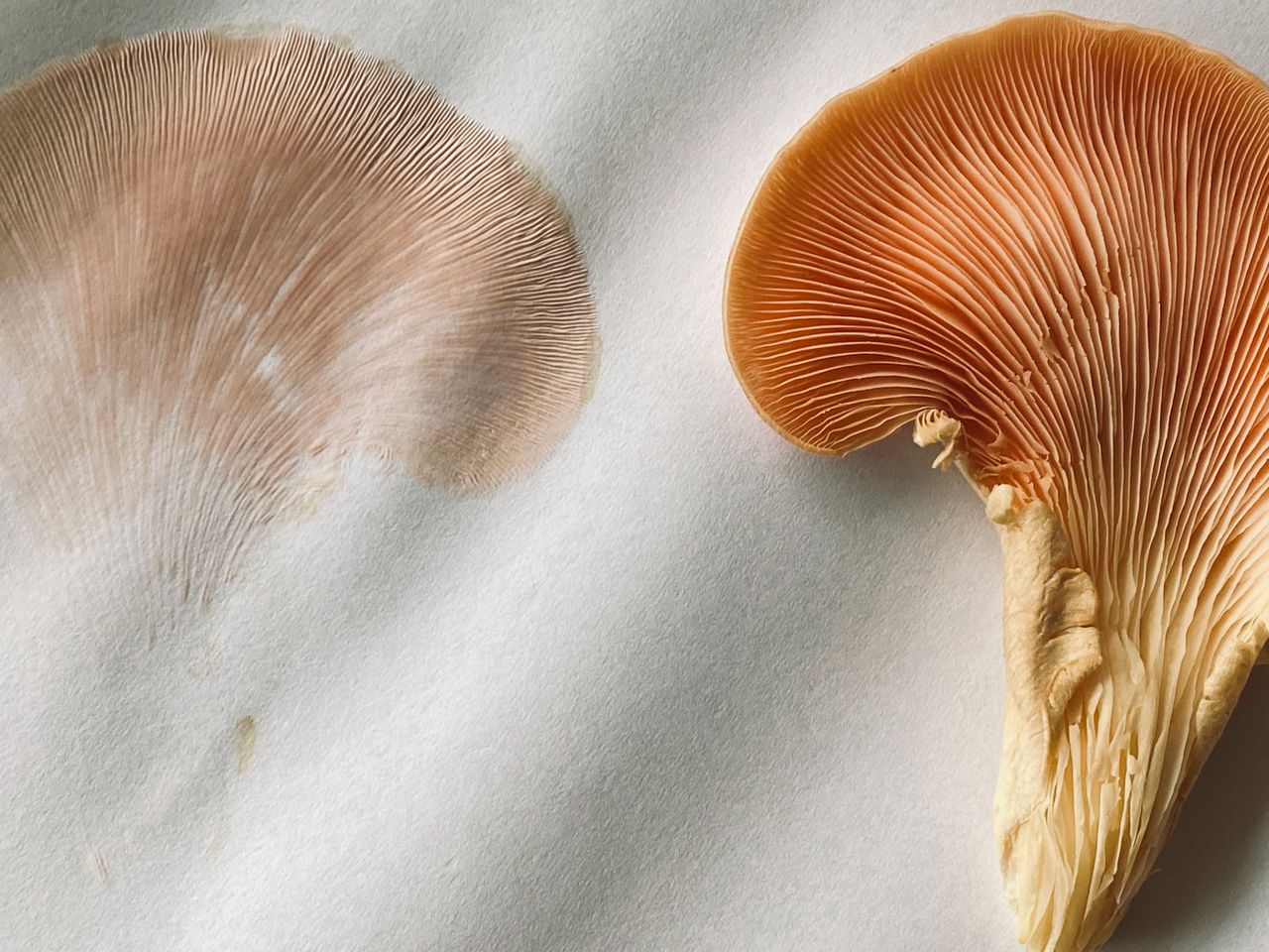 A spore print of one ear of the mushroom
