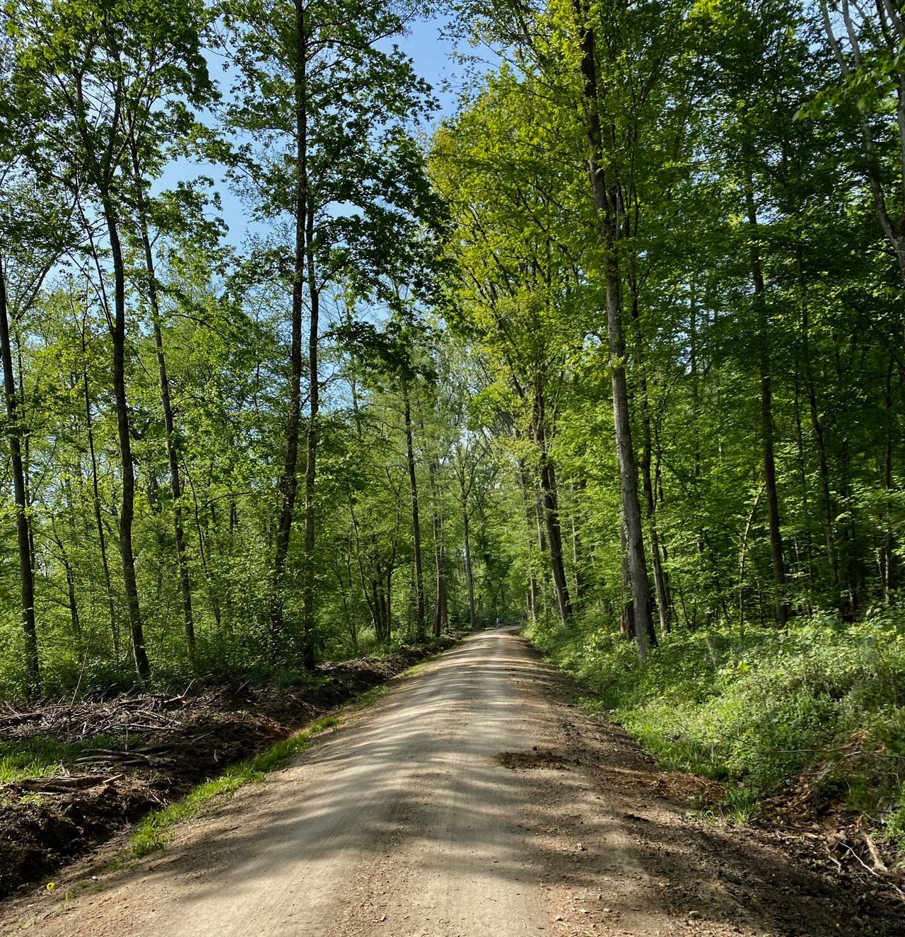 Gravel road through a forest