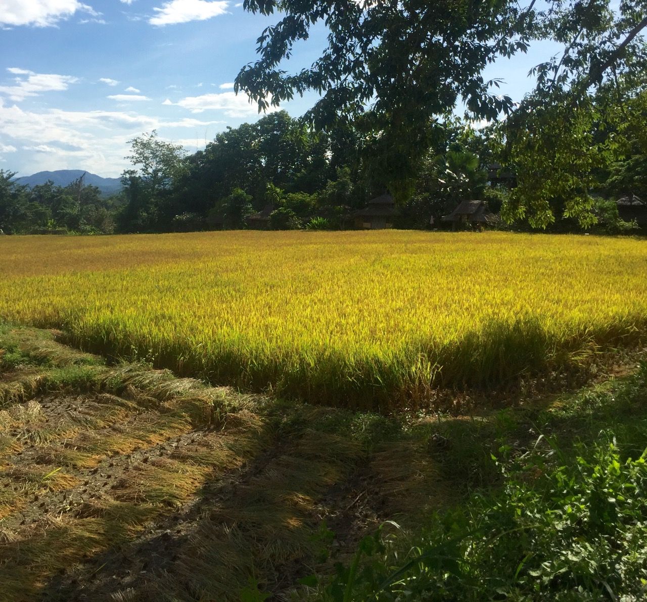 Rice ready for harvest. The field is partially harvested.