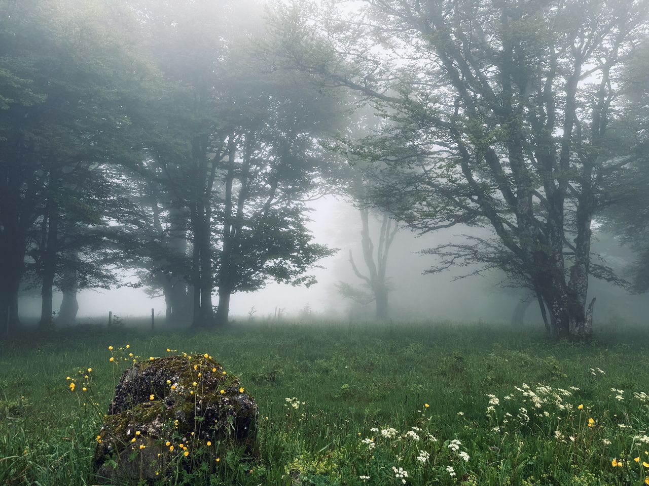 A large rock covered with moss and flowers with trees in the background