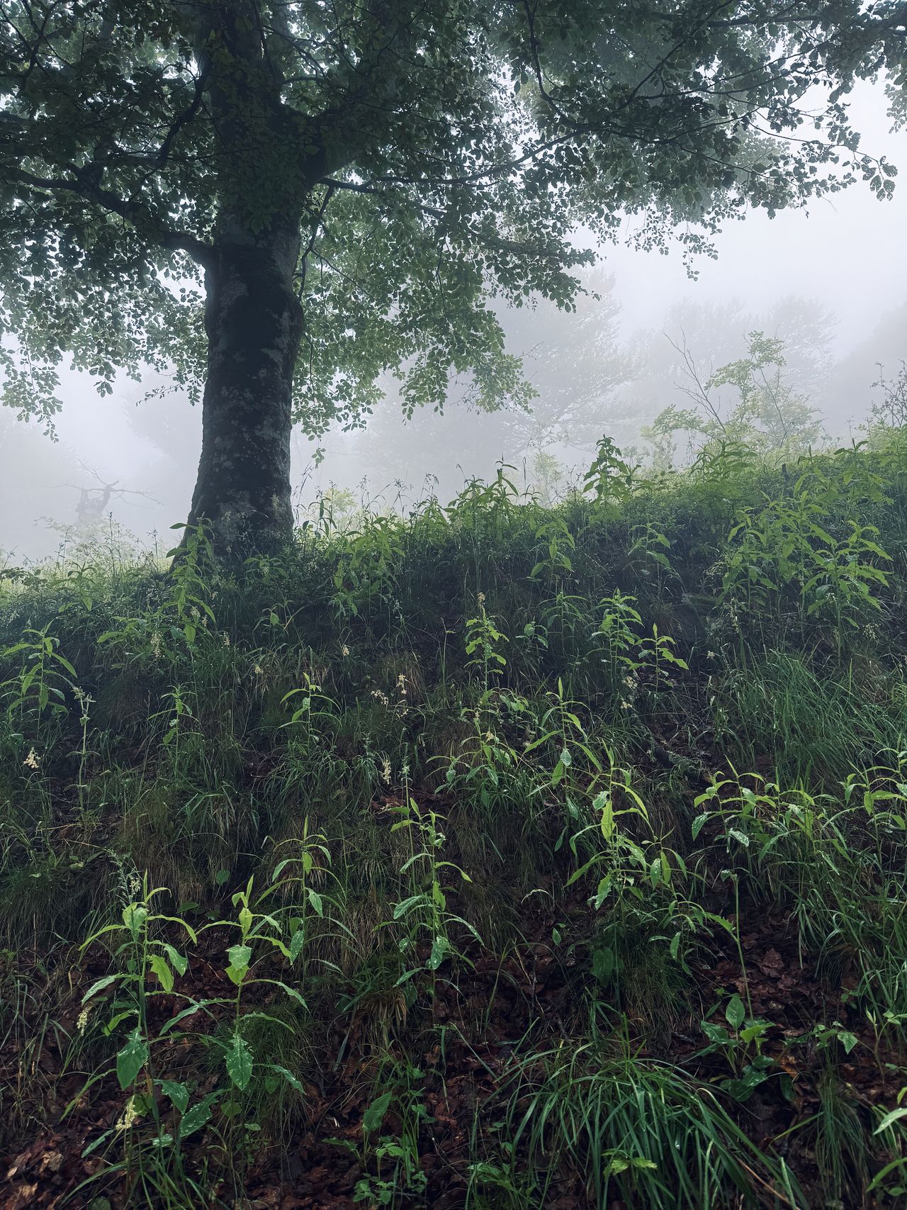 A hillside thick with vegetation and a tree towering over the scene