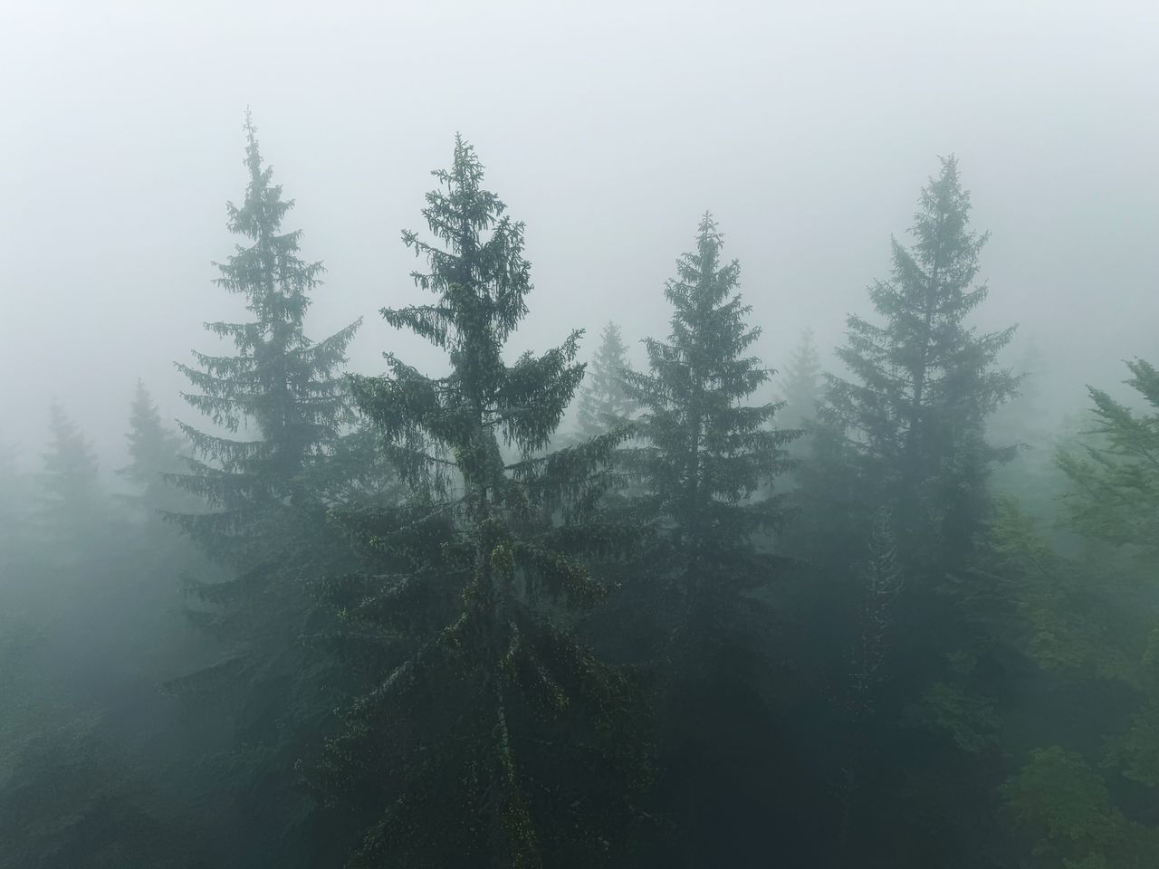 trees sticking up from the fog with their bottoms totally invisible