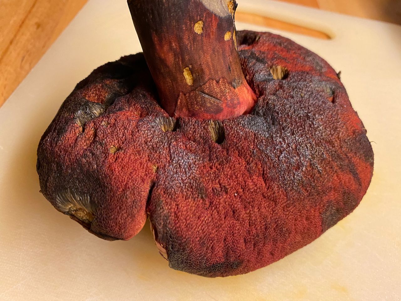 An intense red mushroom laying on its cap so that the deep red pores are exposed.