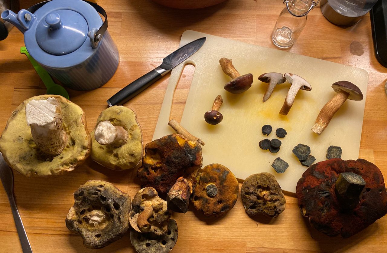 A top-down shot of a collection of mushrooms, some of which are sliced on a cutting board in various cross-sections. Some mushroom types are Boletus edulis, Boletus pinophilus, Boletus rhodopurpureus, Cyanoboletus pulverulentus, Xerocomus badius.