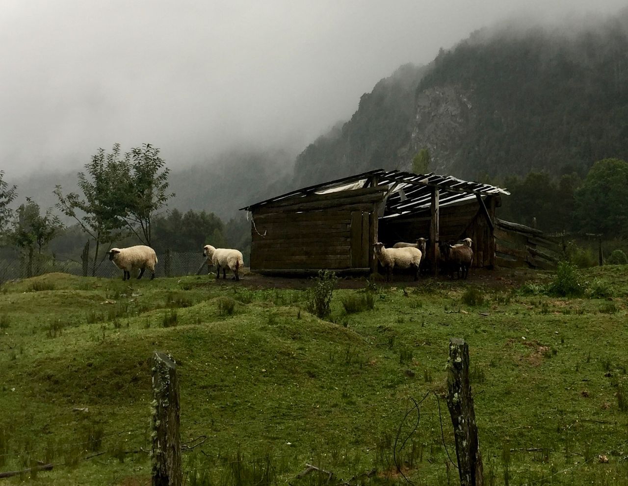 Sheep taking refuge from the rain.