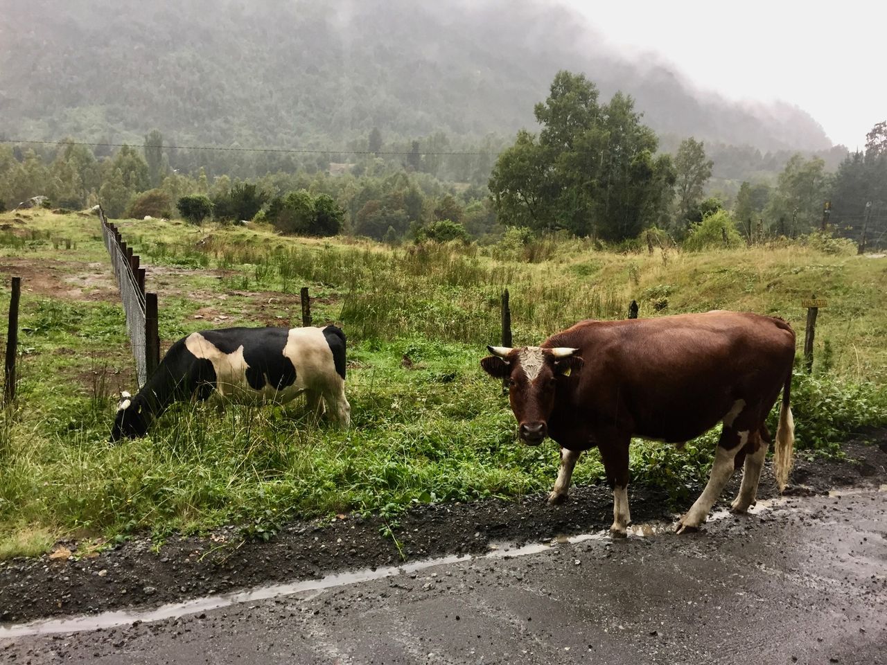 Two more cows.