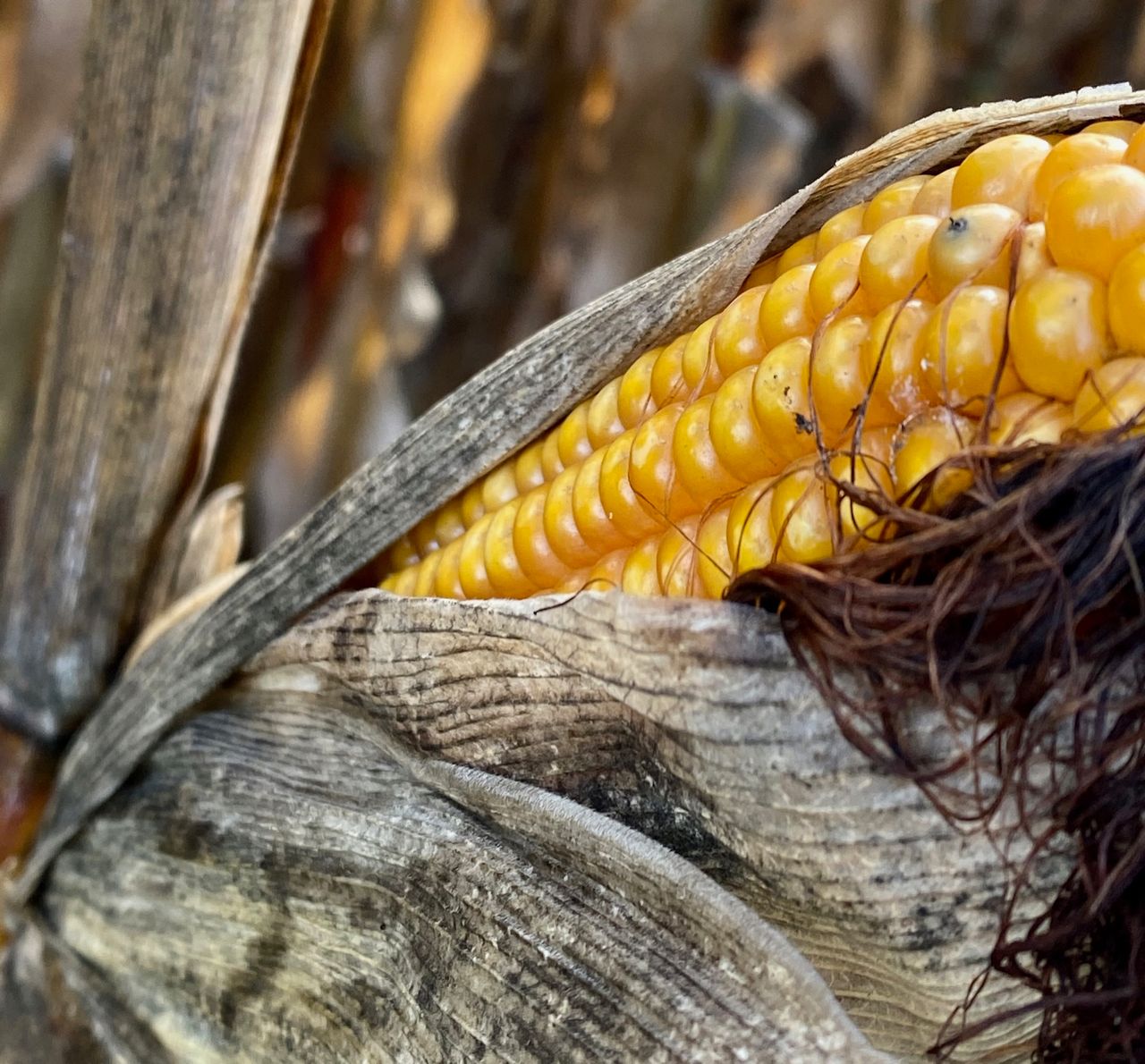 close-up of an ear of corn