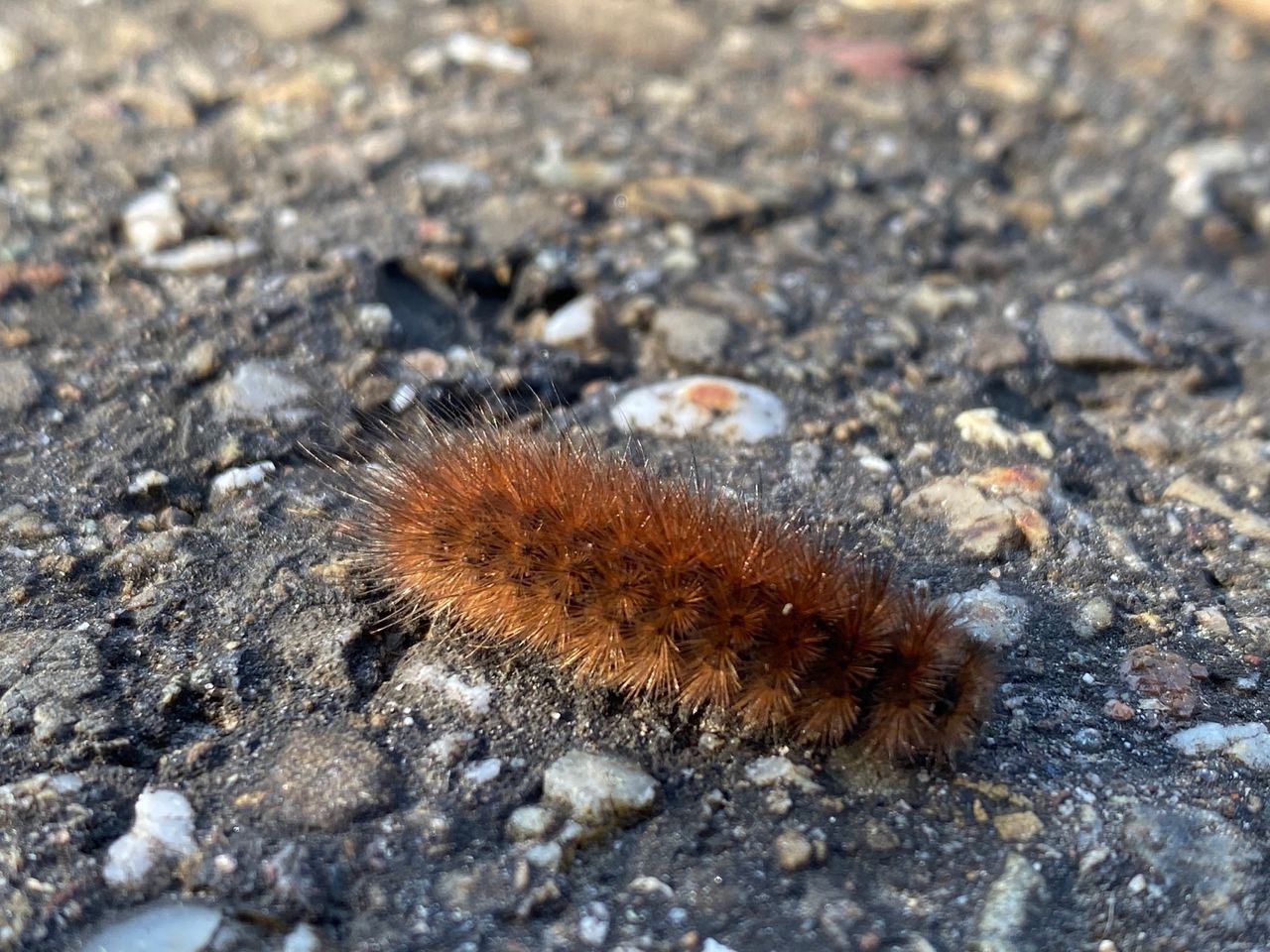 close-up of a caterpillar