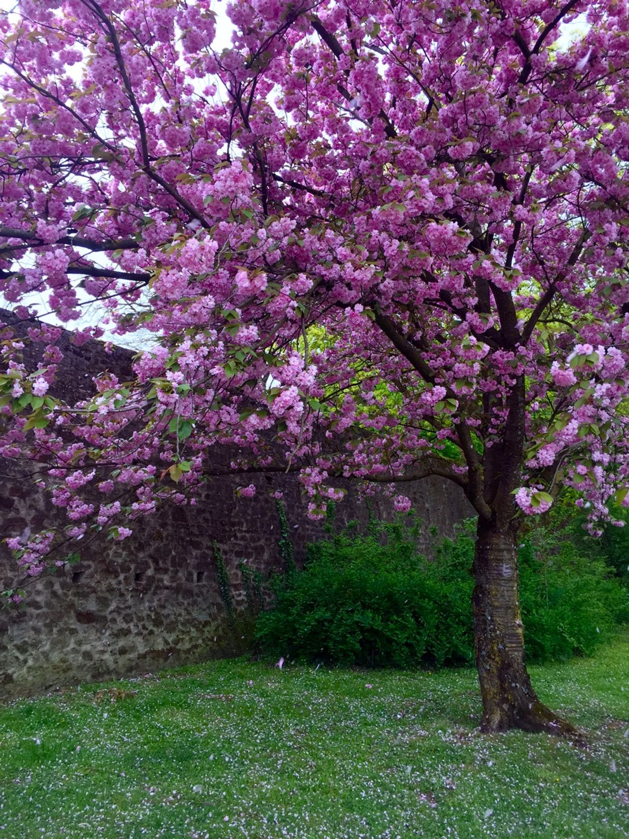 A tree with bright purple flowers.
